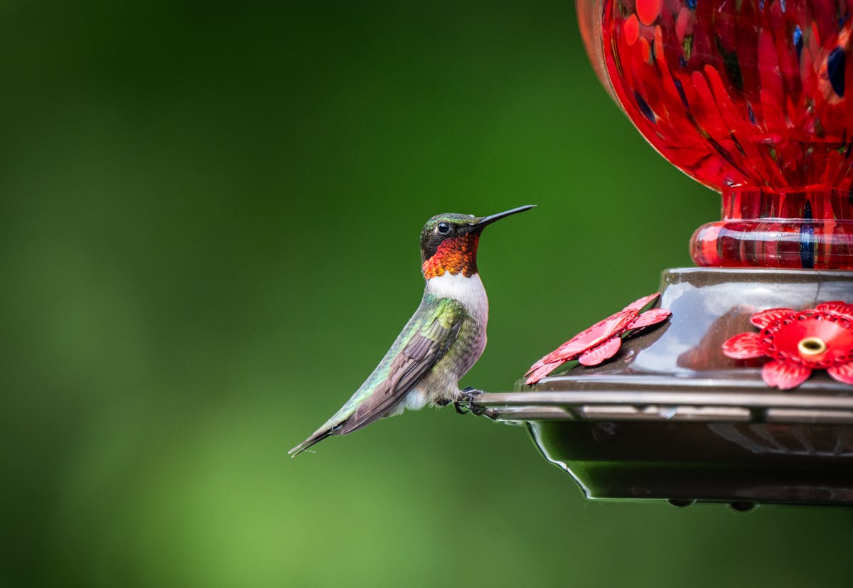 Ruby Throated Hummingbird male vs female 1 Ruby Throated Hummingbird male vs female