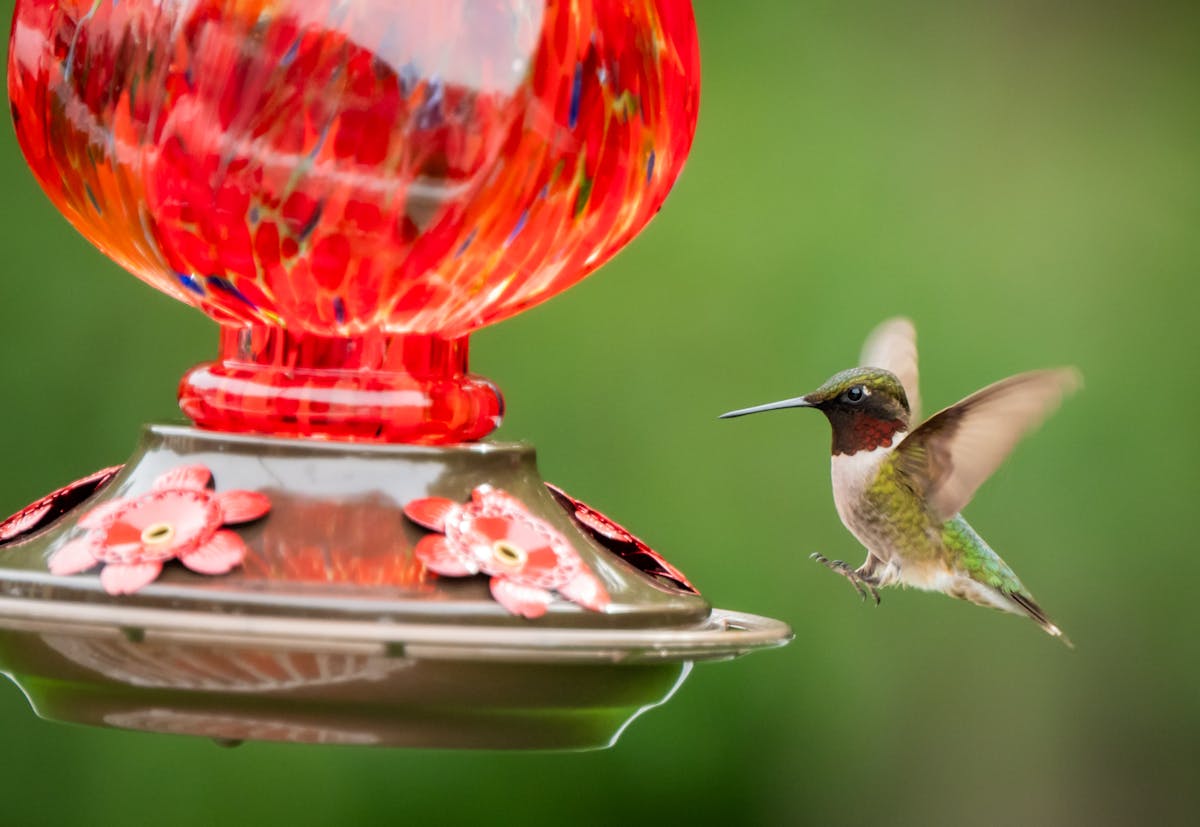 Ruby Throated Hummingbird male vs female 2 Ruby Throated Hummingbird Adult Male
