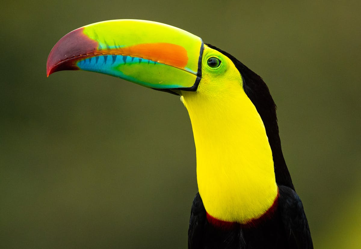 Toucan bird characteristics and species 1 Toucan bird characteristics and species