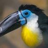 Toucan bird characteristics and species