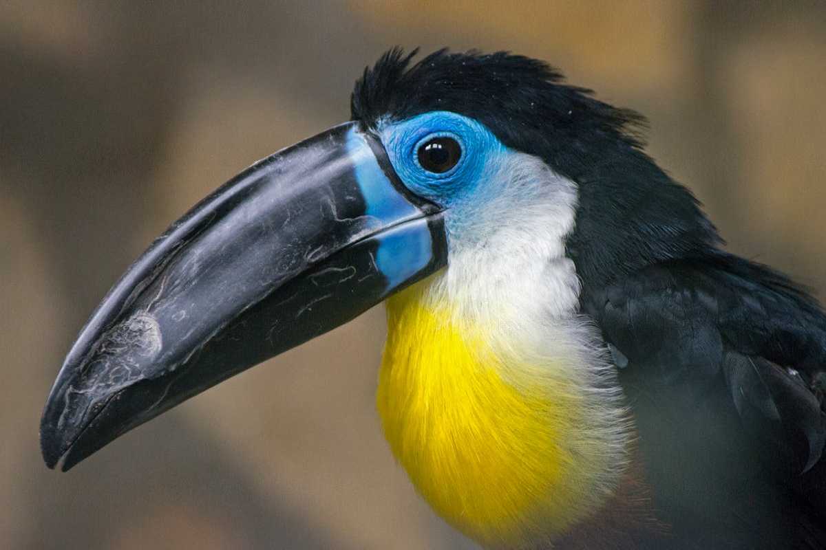 Toucan bird characteristics and species