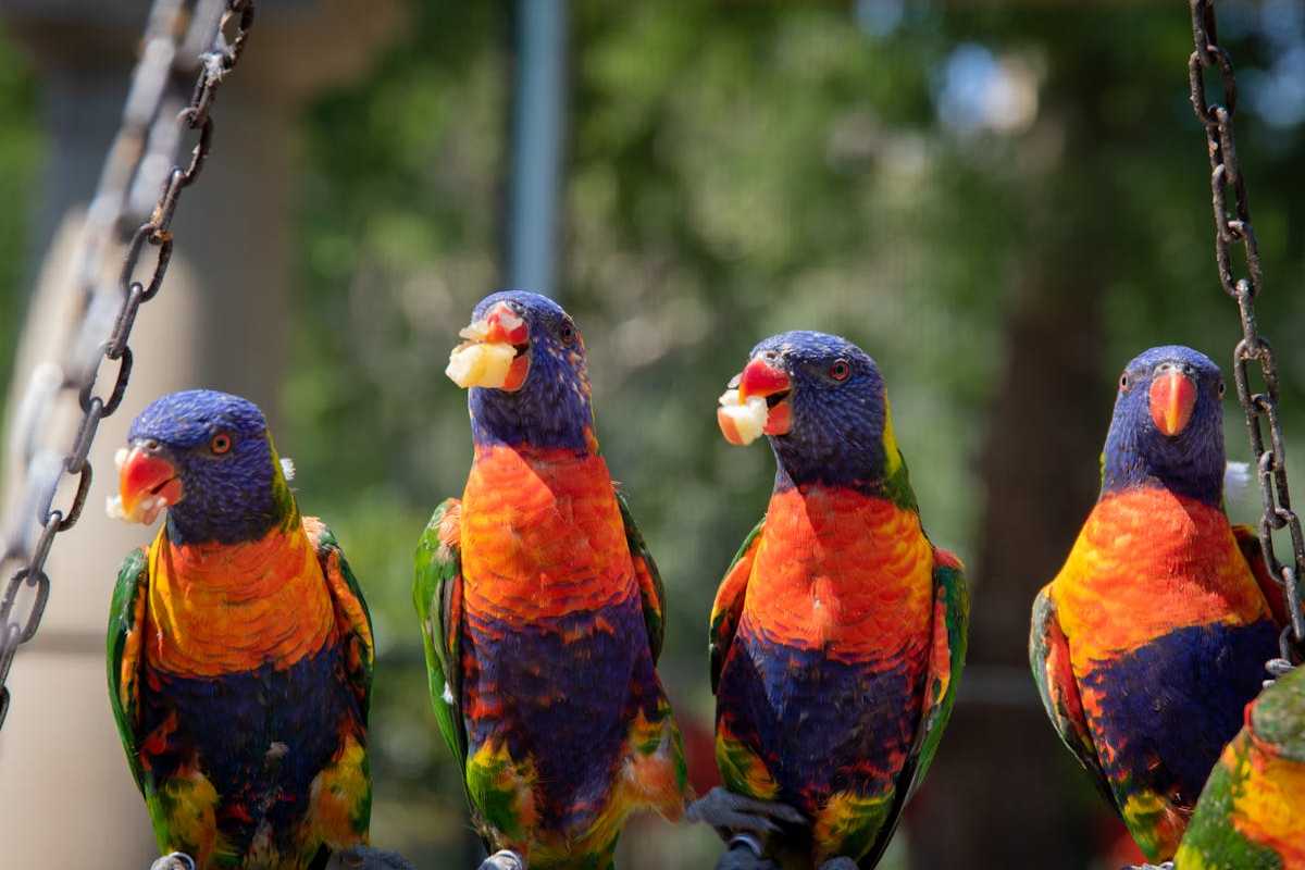 What Does a Toucans Eat? Most Favorite Foods 2 Toucans Eat Most Favorite Foods