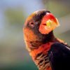 Toucans Eat Most Favorite Foods
