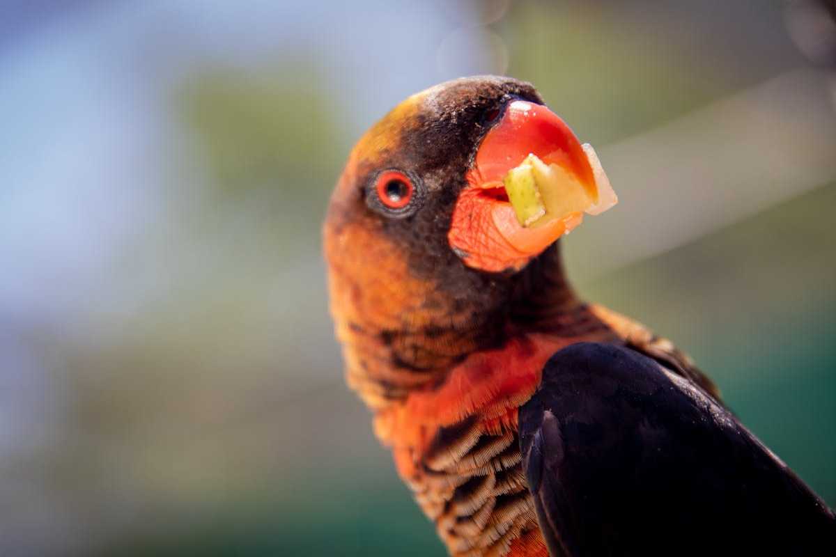 What Does a Toucans Eat? Most Favorite Foods