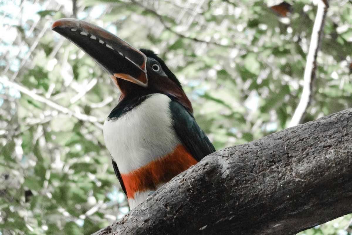 What Does a Toucans Eat? Most Favorite Foods 1 Toucans Eat Most Favorite Foods