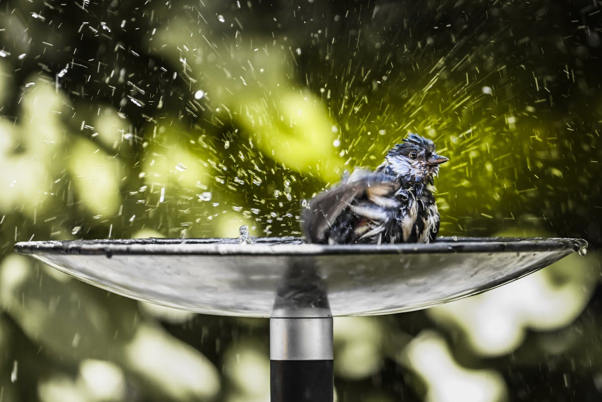 How to attract birds to bird bath naturally? 1 birds to bird bath naturally