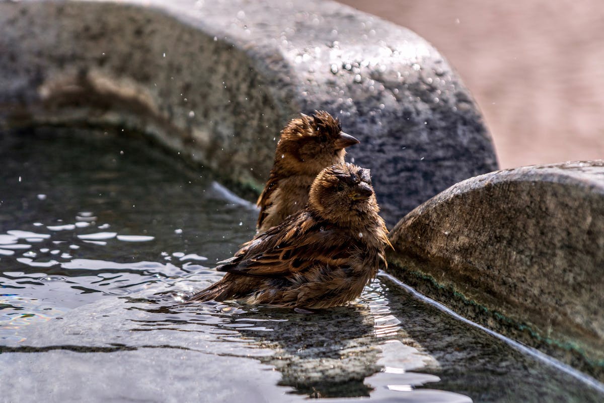 How to attract birds to bird bath naturally? 2 attract birds to bird bath naturally