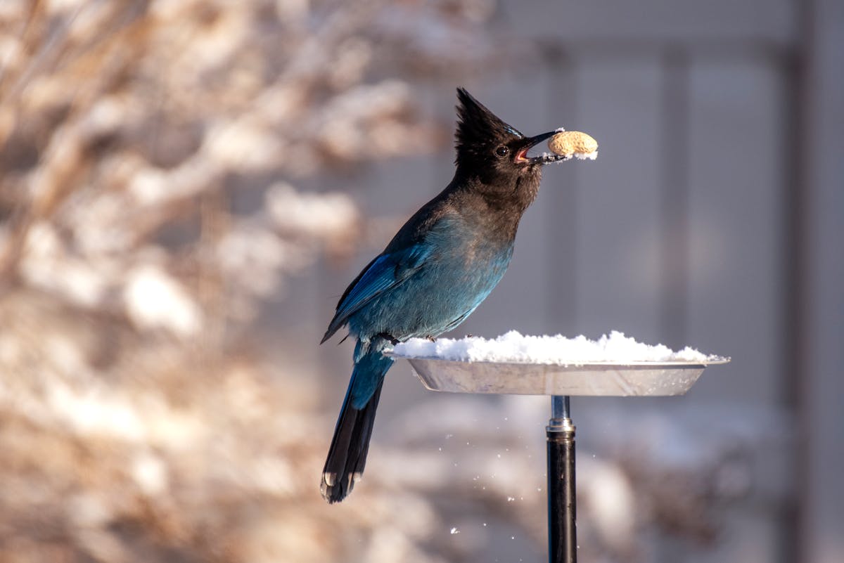 How to get birds to come to your bird feeder? 2 get birds to come to your bird feeder