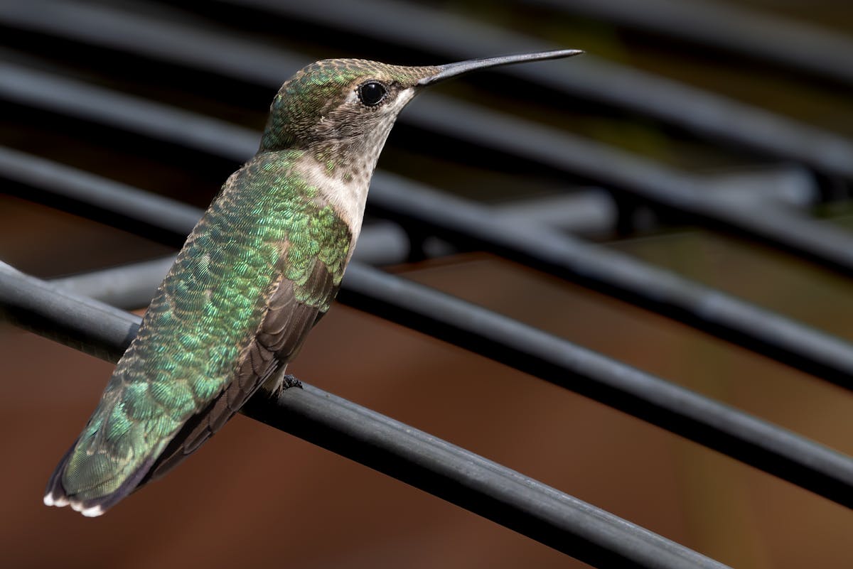 How to keep birds out of barn? 2 keep birds out of barn