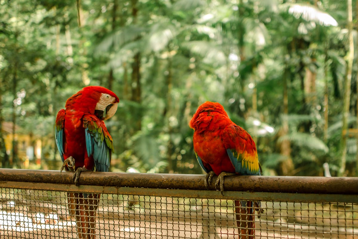 What does red birds mean? 1 what does red birds mean