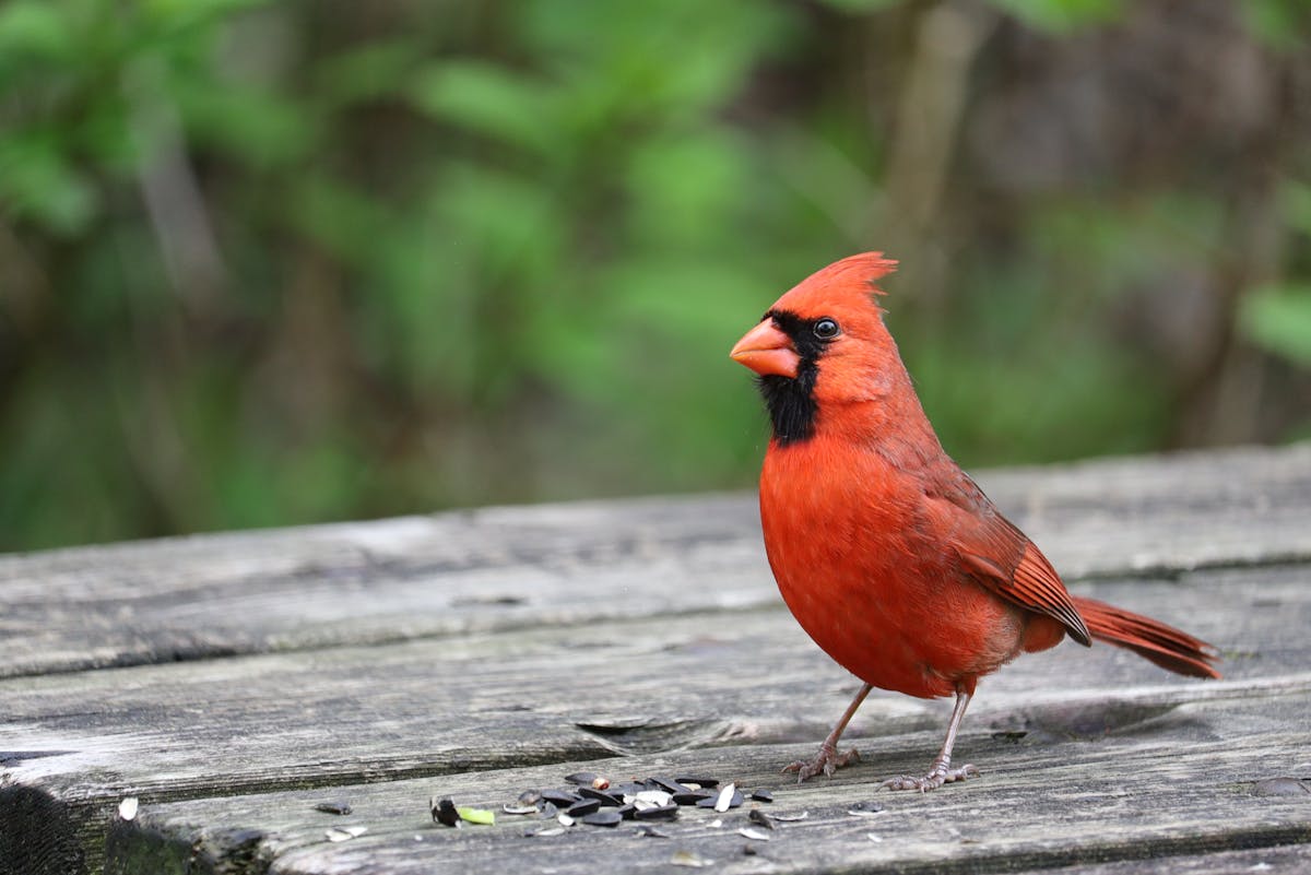 What does red birds mean? 2 what does red birds mean
