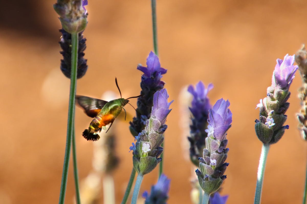 Hummingbird moth spiritual meaning 2026? Know More 1 Hummingbird moth spiritual meaning