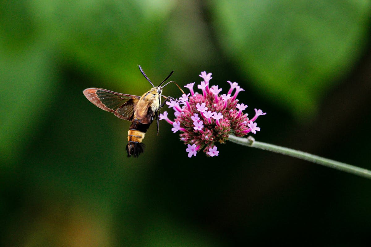 Hummingbird moth spiritual meaning 2026? Know More 3 Hummingbird moth spiritual meaning