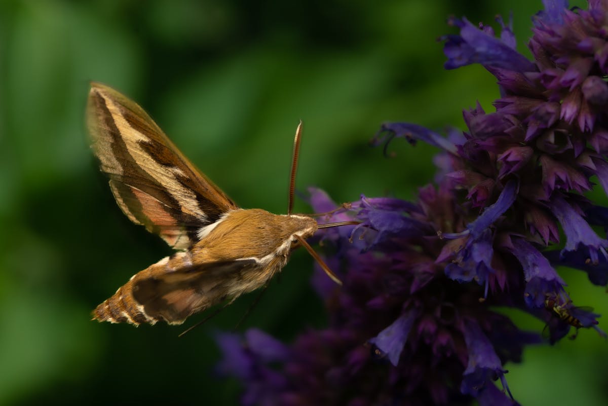 Hummingbird moth spiritual meaning 2026? Know More 2 Hummingbird moths spiritual meaning