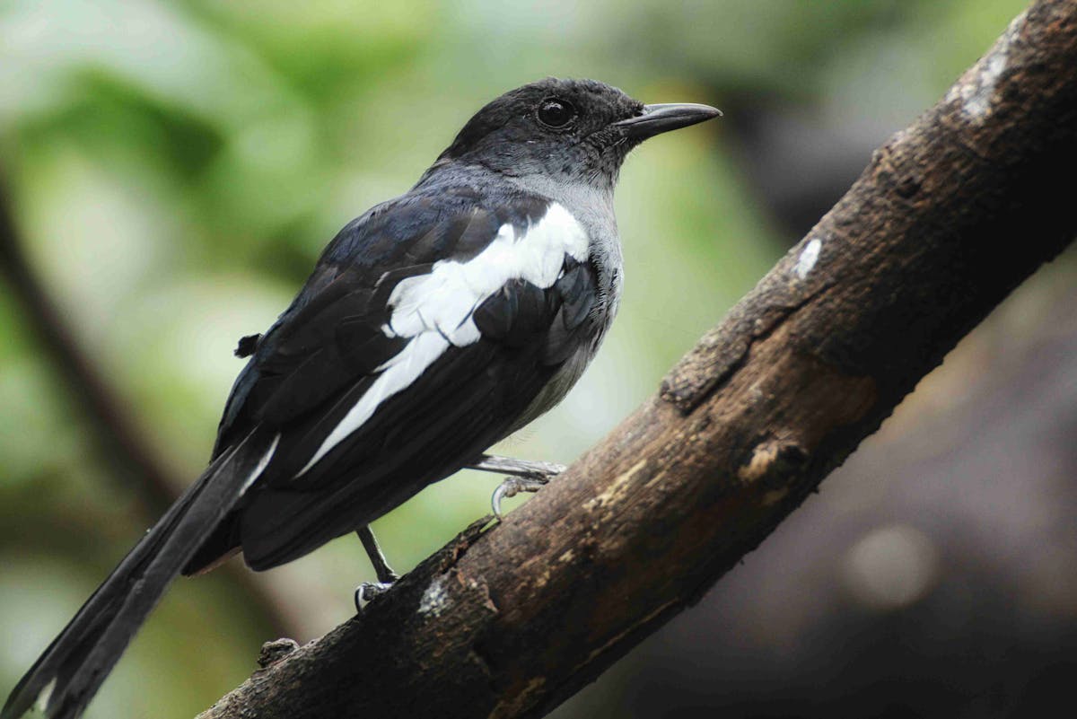 What is a magpie? 21 Interesting Facts 1 What is a magpie? 21 Interesting Facts
