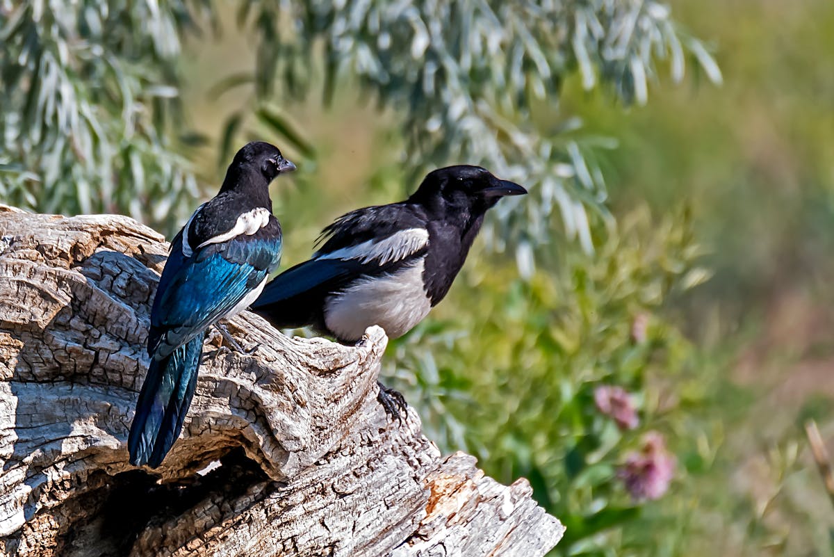 What is a magpie? 21 Interesting Facts 2 21 Interesting Facts