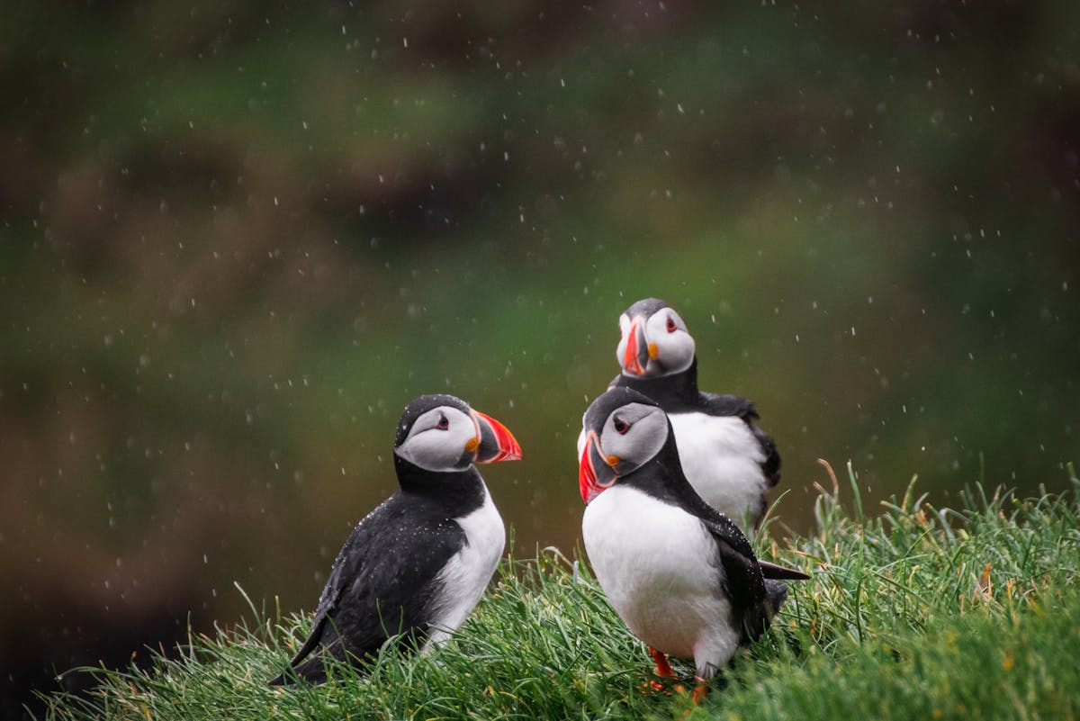 What is a puffin bird? Interesting Facts 1 What is a puffin bird Interesting Facts