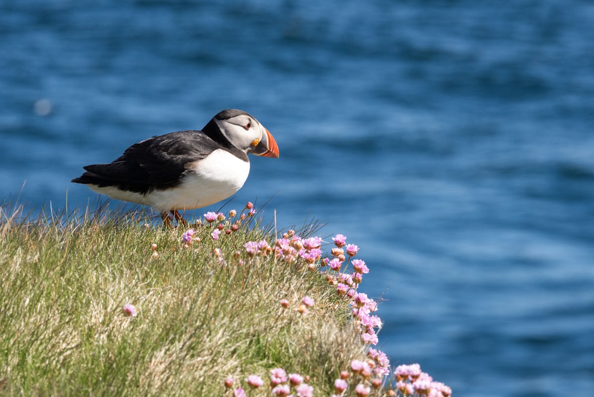 What is a puffin bird? Interesting Facts 2 What is a puffin bird? Interesting Facts