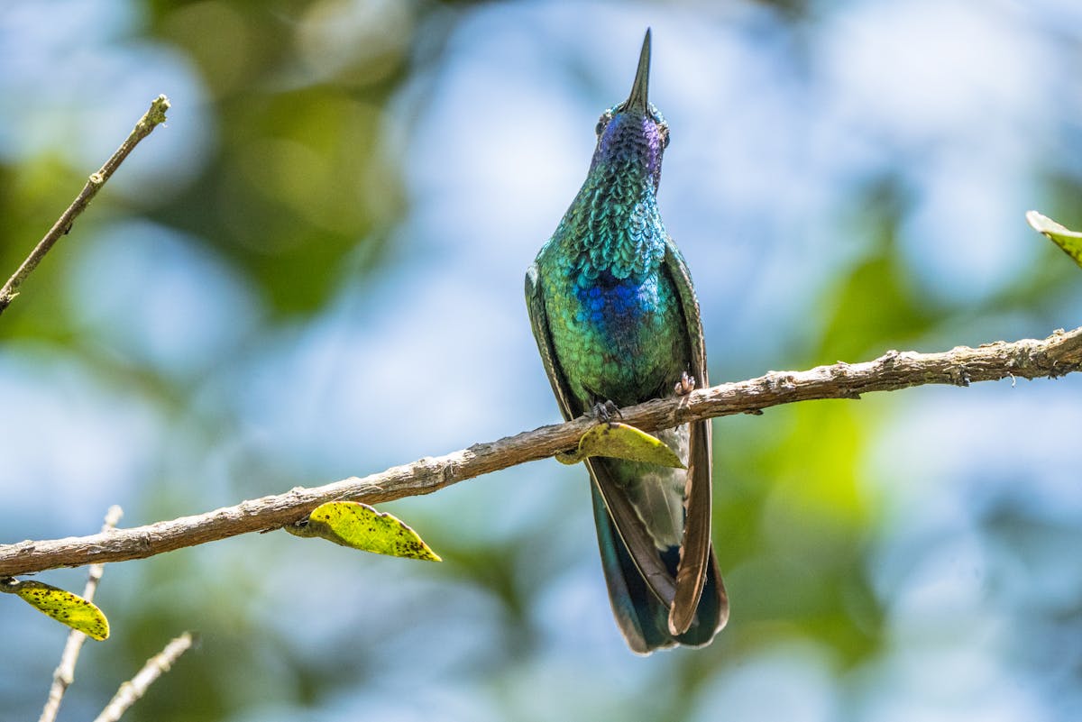 When do Hummingbirds leave NJ in migration? Learn more 1 When do hummingbirds leave NJ
