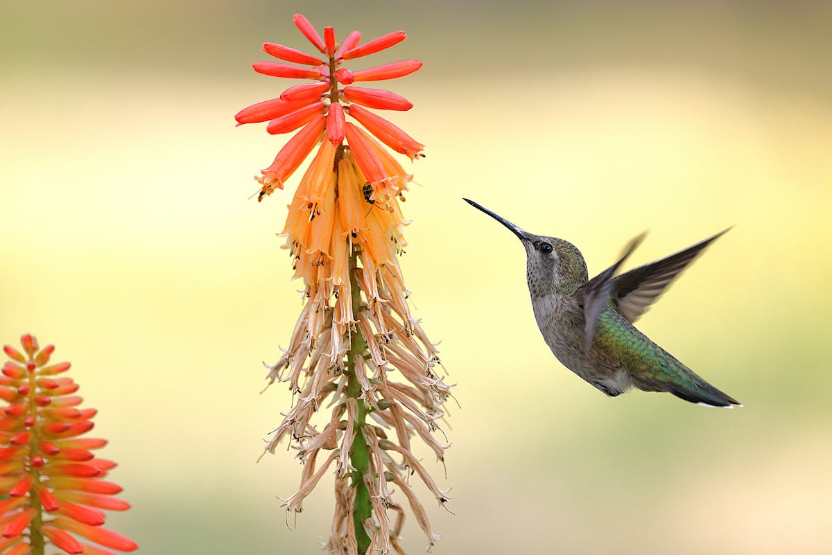 Dreaming of a hummingbird landing on you 1 dreaming of a hummingbird landing on you