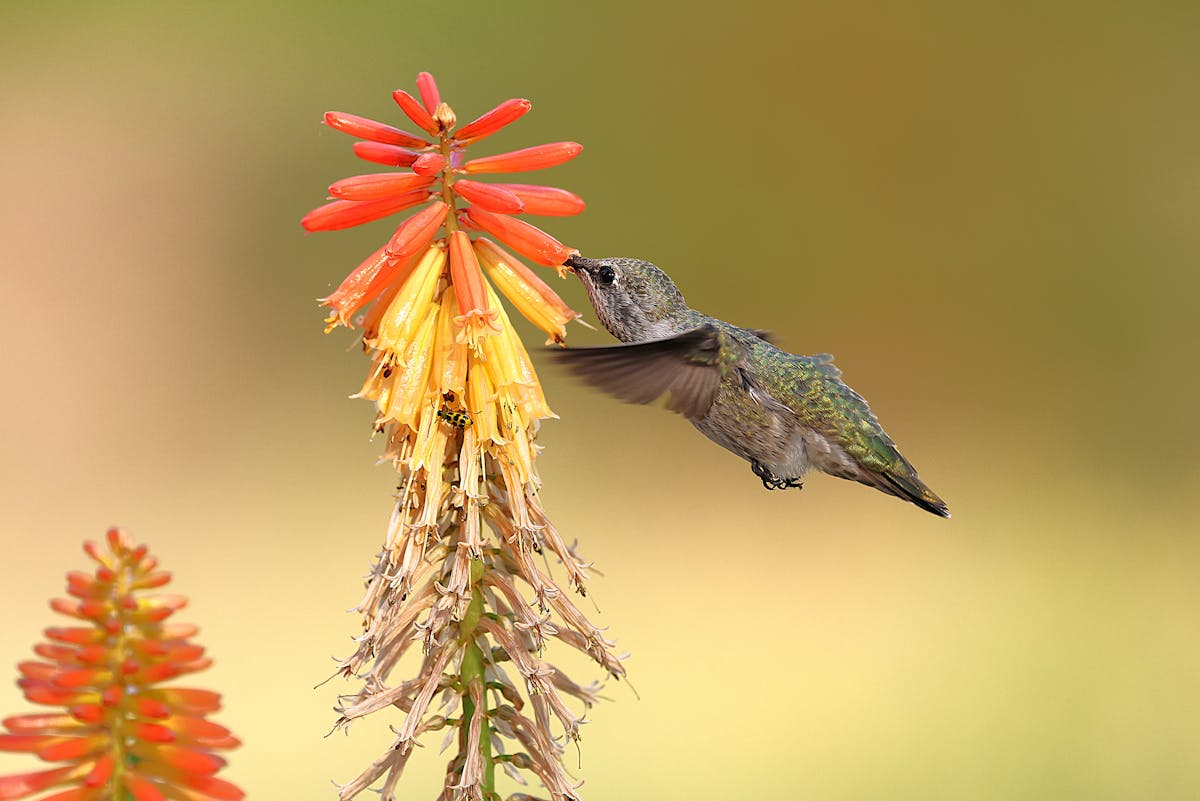 Dreaming of a hummingbird landing on you 2 dreaming of a hummingbird landing on you