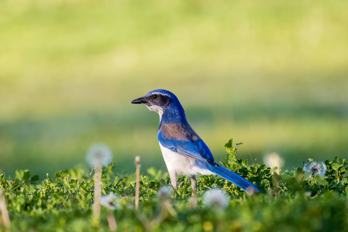 Blue Jay Vs Scrub Jay: Identify, Behavior And Comparison 1 Blue Jay Vs Scrub Jay: How To Identify, Range, Behavior And Traits