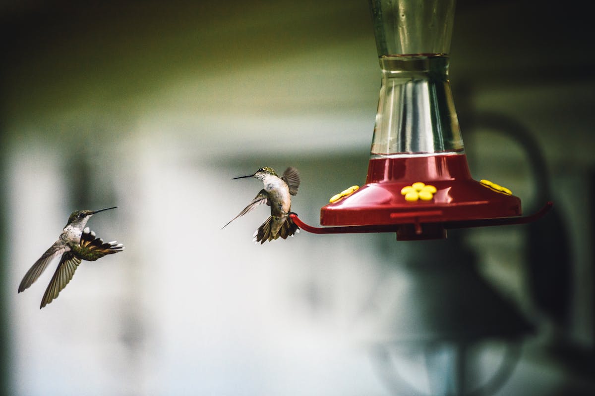 Are Hummingbird Feeders Good for Hummingbirds? 2 Are Hummingbird Feeders Good for Hummingbirds