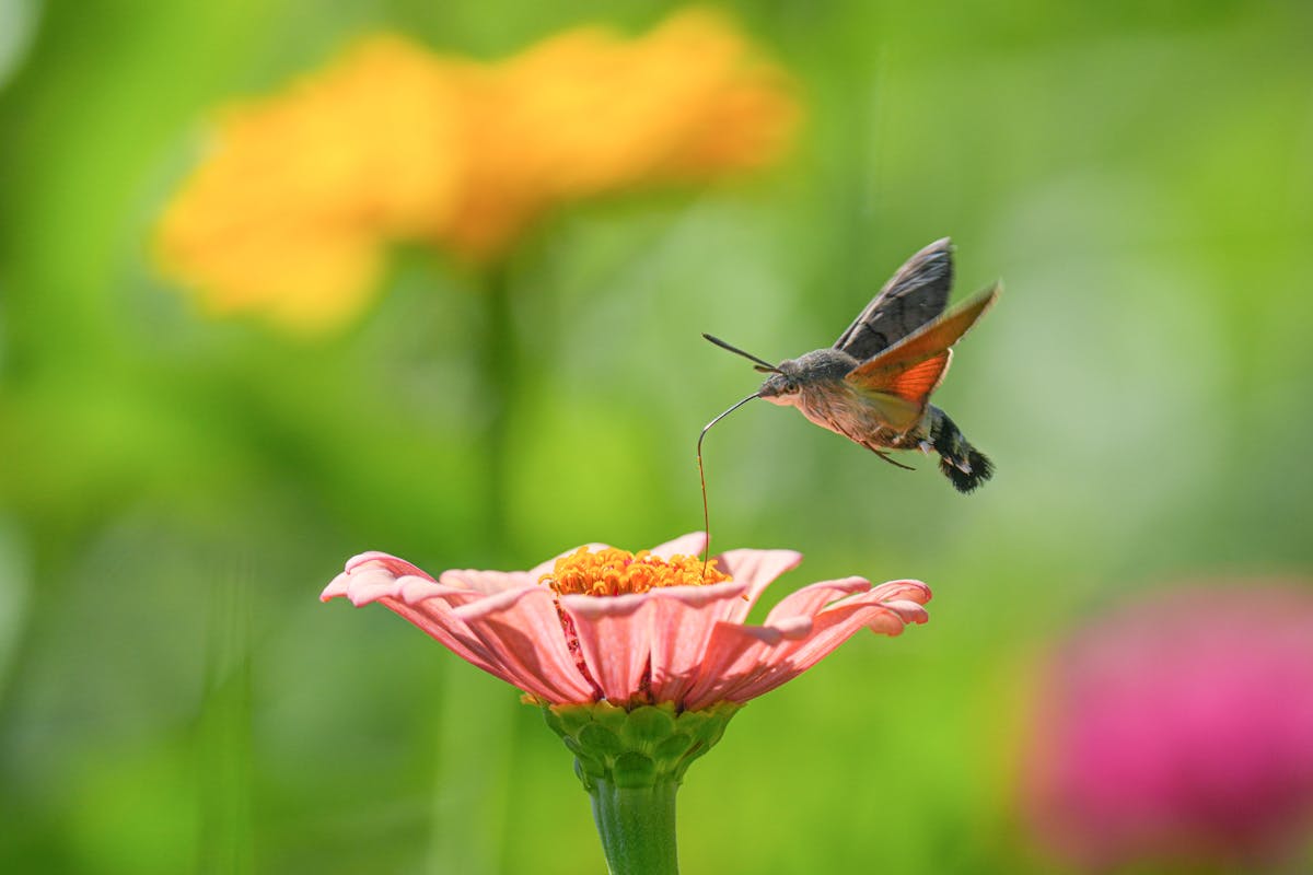 Are Hummingbird Moths Rare? 12 Facts 1 Are Hummingbird Moths Rare 12 Facts