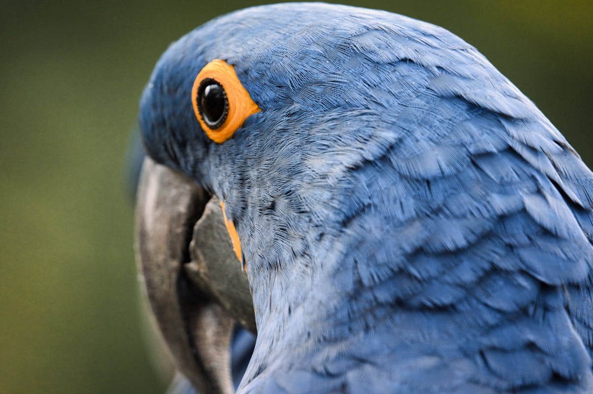 Are blue jay bird endangered? Explained 1 Are blue jay bird endangered Explained