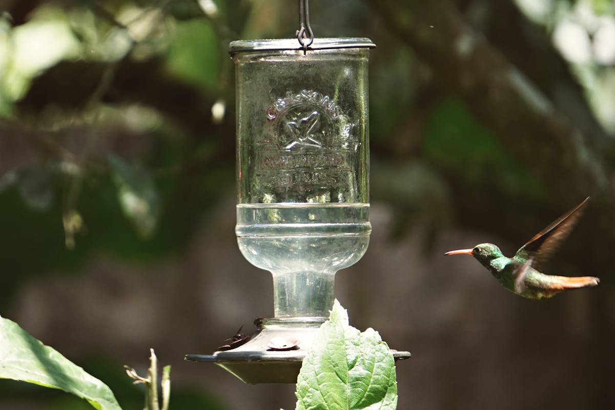 Are hummingbird feeders bad? Harm or Good 1 Are hummingbird feeders bad Harm or Good