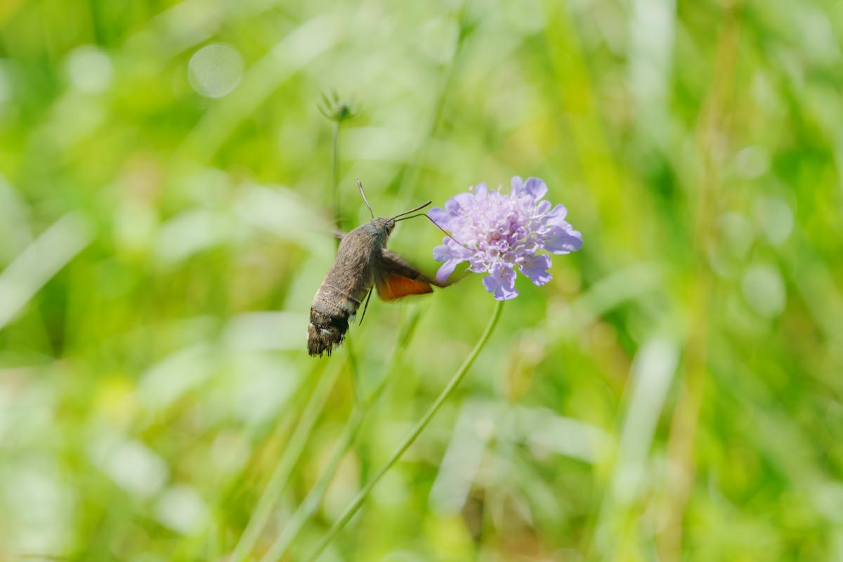 Are hummingbird moths good? Good vs. Evil 2 Are hummingbird moths good Good vs. Evil