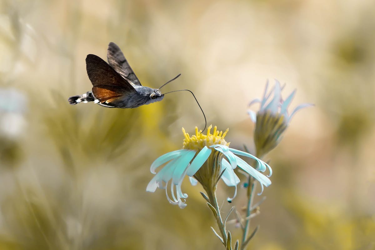 Are hummingbird moths good? Good vs. Evil 1 Are hummingbird moths good Good vs. Evil