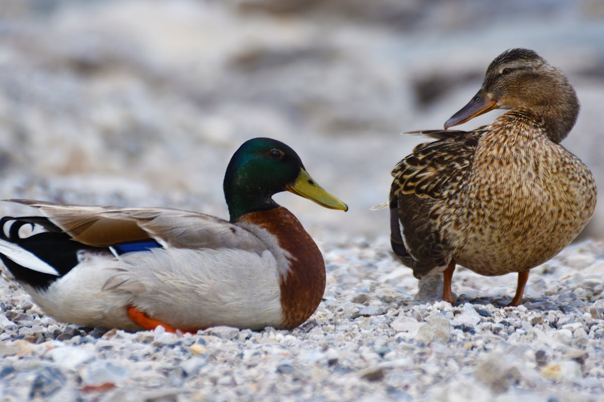 Find Out 11 Birds that Swim Underwater to Catch Fish 1 Duck Underwater to Catch Fish