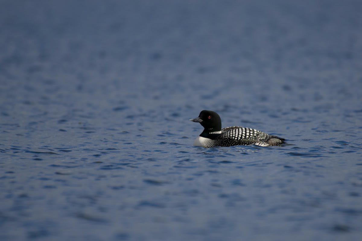 Find Out 11 Birds that Swim Underwater to Catch Fish 2 Swim Underwater to Catch Fish