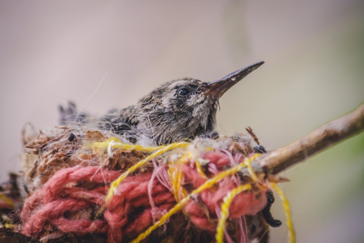 Hummingbird Eggs and Nest Sizes 1 Hummingbird Eggs and Nest Sizes