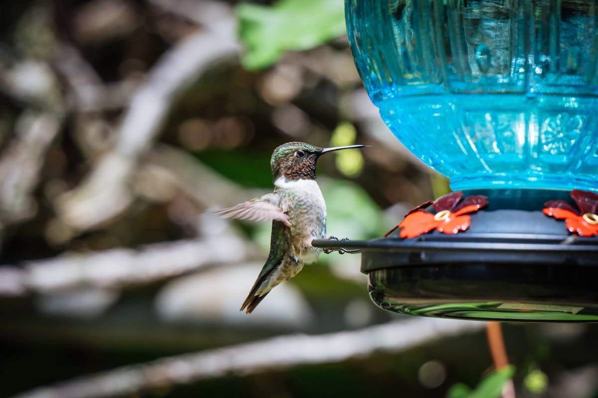 Hummingbird Feeder Recipe : Nectar Steps 2 Hummingbird Recipe