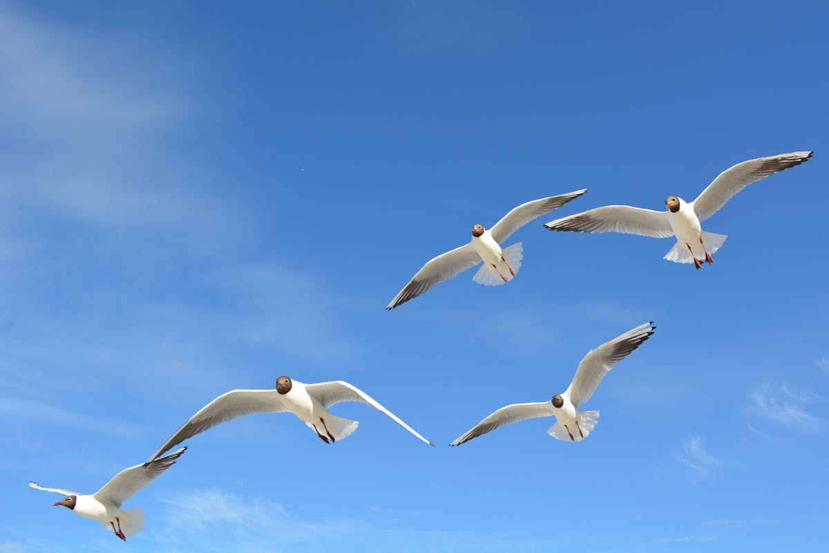 How Do Birds Navigate During Migration? 1 Birds Navigate During Migration